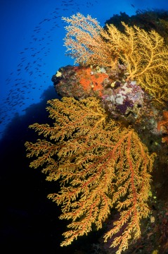 The Gold and Blue of Fiji