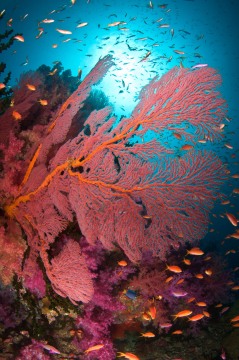 The Coral Landscape