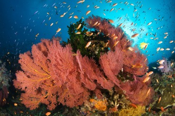 Gorgonian Explosion