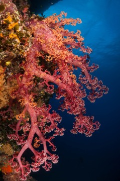 Fiji's Tropical Reefs #3