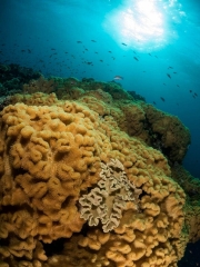 Golden Corals