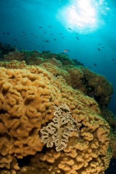 Golden Corals