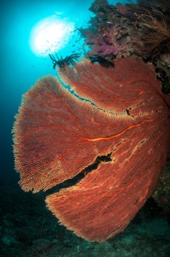 Fiji's Tropical Reefs #1