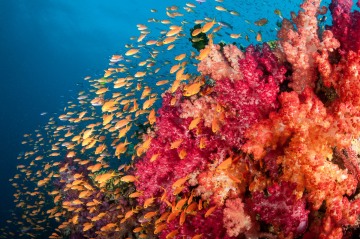 Technicolor Reef