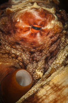Fijian Octopus