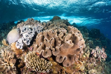 Fiji's Shallow Reefs