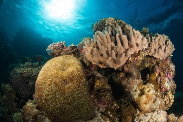 Tropical Coralscape