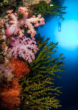 Tropical Diving Dreamscape