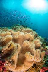 Fiji's Tropical Reefs #2