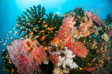 Fijian Soft Coral Reef