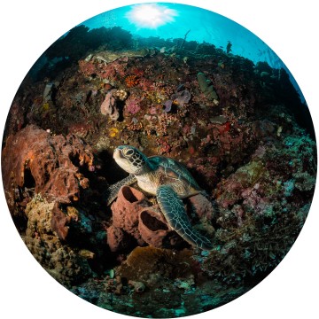 Bunaken Turtle Resting #2