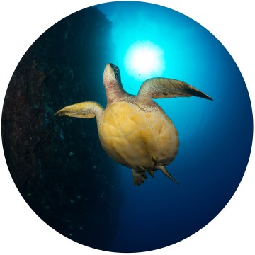 Flight of the Sea Turtle