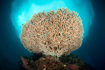The circular pattern of this hard coral complemented the Snell's window on the ocean's surface above. I came upon this scene whle SCUBA diving the tropical coral reefs of Indonesia's Bunaken Marine Park.
