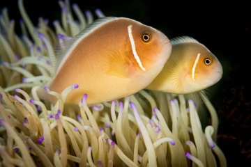Clownfish Duo