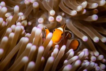 Clownfish and Purple Anemone Close-Up