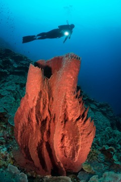 Diver Over Barrel Sponge #2