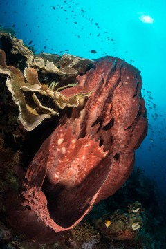 Bunaken Marine Park Reef #12