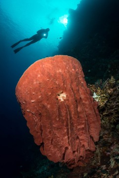 Diver Over Barrel Sponge #1