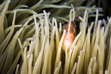 Peeking Through