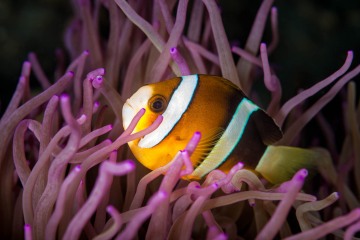 Clownfish Close-Up