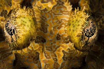 Crocodilefish Eyes Detail