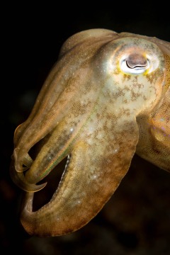 Portrait of a Cuttlefish