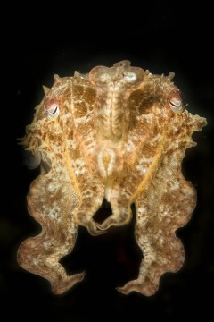 Reef Cuttlefish Pose