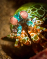 Mantis Shrimp Portrait #1