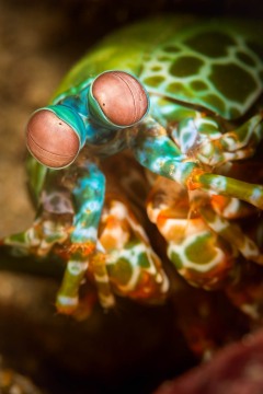 Mantis Shrimp Portrait