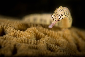 Pipefish Portrait #1