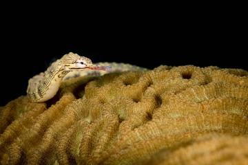 Pipefish Portrait #2