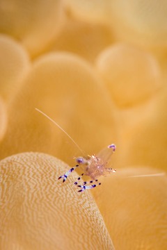 Shrimp on Bubble Coral #2