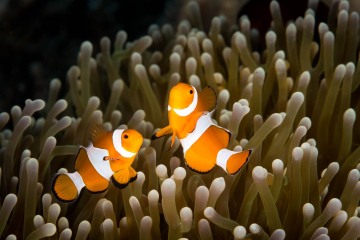 Dance of the Clownfish