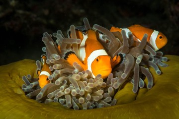 Anemonefish Trio in Indonesia
