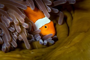 Anemonefish at Home