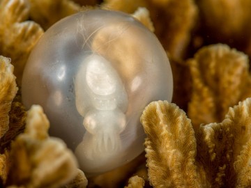 Cuttlefish Egg