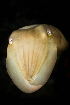 Cuttlefish Portrait #1