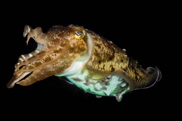 Swimming Cuttlefish
