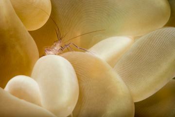 Shrimp on Bubble Coral #1