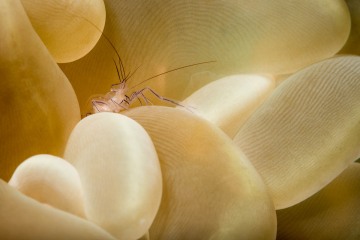 Shrimp on Bubble Coral #1