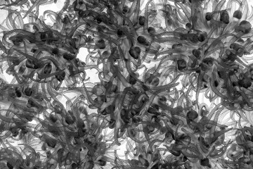 Coral Detail in Monochrome #1
