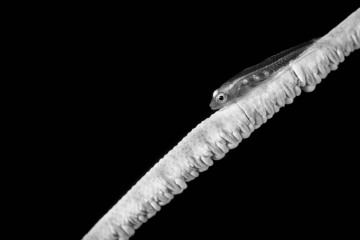 Goby on Whip Coral #1
