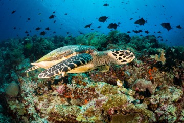 Indonesian Sea Turtle