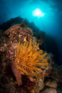 Feather Star and Tropical Reef