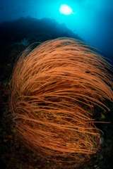Red Whip Coral Wall