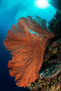 Bunaken Marine Park Tropical Reef