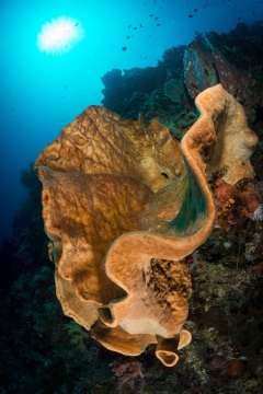 Underwater Reef in Indonesia