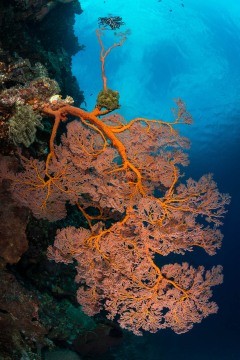Allure of Red and Blue