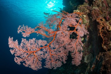 Indonesian Diving Dream