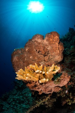 Bunaken Marine Park Reef